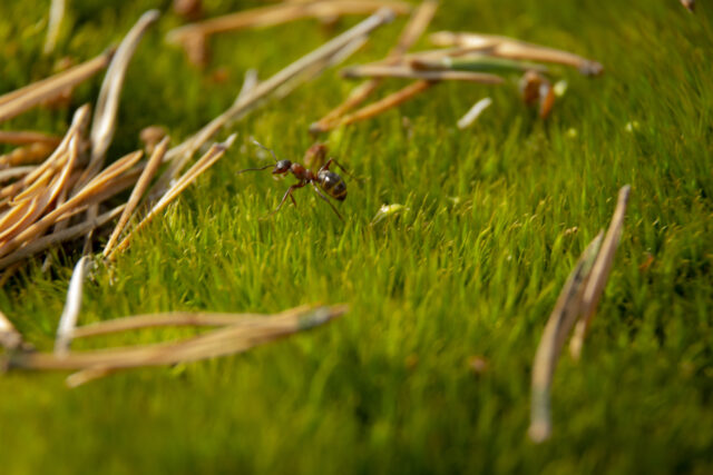 En myra som springer över grön mossa och tallbarr